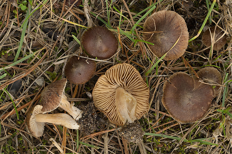 Inocybe splendens